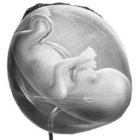 胚胎等级低是什么原因导致的 如何解决_试管婴儿百科-试管邦