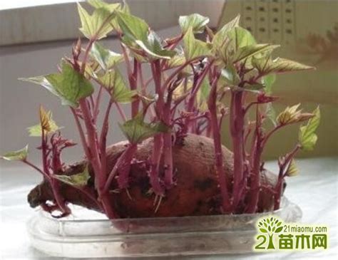 红薯发芽怎么办？当做“花”来养，比绿萝还好看，叶子还可以吃 - 知乎
