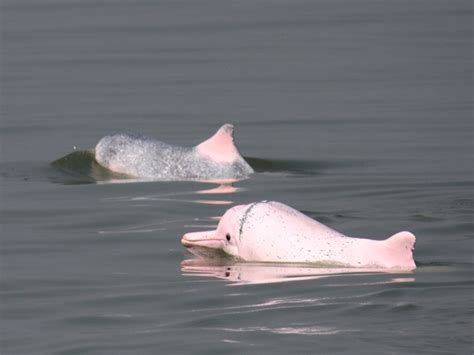 WWF-中华白海豚爱心捐款网页设计