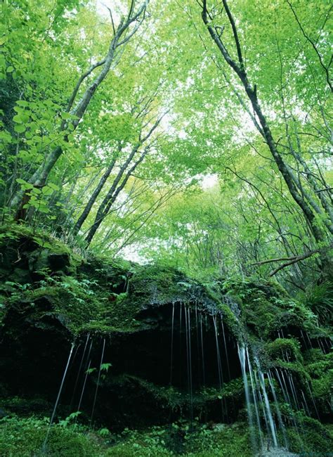 森林树木摄影图__树木树叶_生物世界_摄影图库_昵图网nipic.com