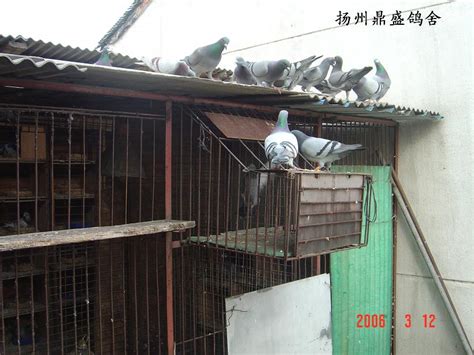 新鸽舍全部完工了-中国信鸽信息网相册