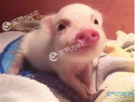 2019猪宝宝最火乳名 19年最火猪宝宝小名-十二星座网