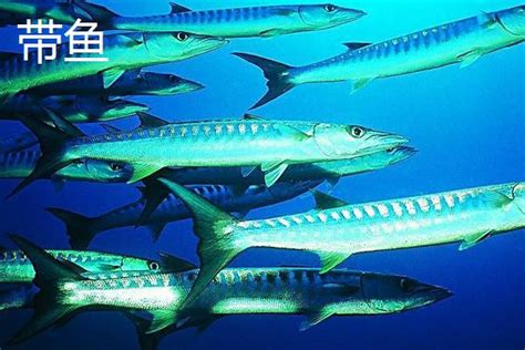 十大最贵淡水鱼品种及产地介绍 - 运富春
