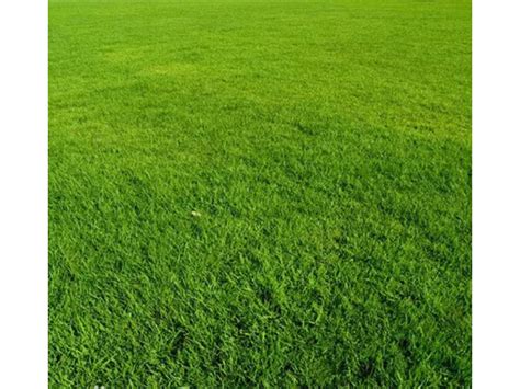人造草坪价格「免费报价」人造草坪每平米价格多少钱-畅优草坪