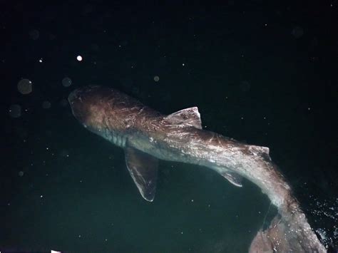 巨口鲨：神秘又温柔的“深海大嘴怪鱼”_海底世界(湖南)有限公司 | 大型海洋科普教育馆 | 湖南广播电视台的影视拍摄基地
