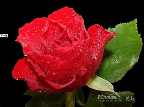 红玫瑰花语，红玫瑰花语大全，红玫瑰的含义，红玫瑰图片_太平洋家居网