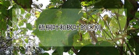 泡桐树和梧桐树的区别-苗木百科-中国花木网