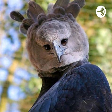 十大最凶猛的鸟类排名 美洲角雕上榜，第二是菲律宾国鸟_排行榜123网