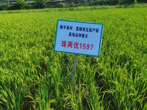 富顺携手隆平种业打造水稻新品种展示基地_四川在线
