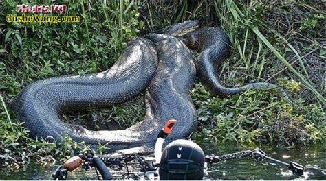 国外美食－巨大的蟒蛇 - 蟒蛇科普