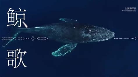 听！1分钟沉浸式感受鲸的声音_凤凰网视频_凤凰网