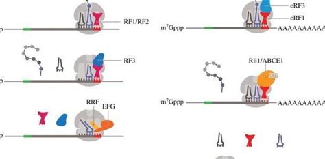 豌豆终止子 rbc-T 在转基因小麦研究中的应用