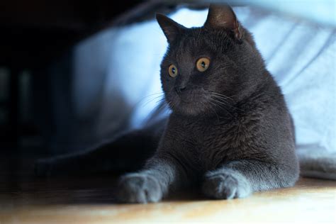 猫咪各种叫声的含义（猫10种常见叫声含义理解） - 胖萌舍宠物网