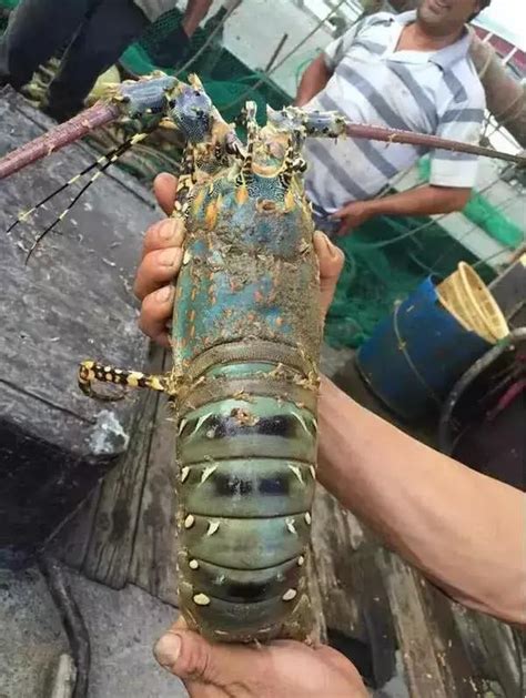 世上最大的龙虾 澳洲大龙虾-51区未解之谜网