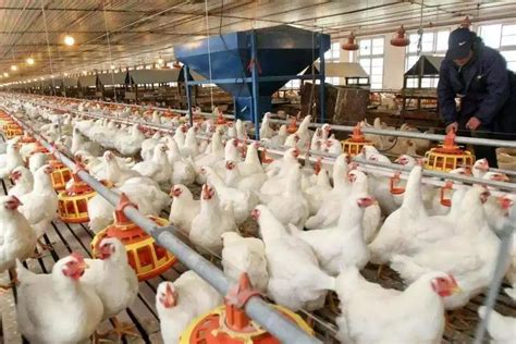 实拍国外一养鸡场孵化小鸡生产车间，孵化技术实现自动化流水作业