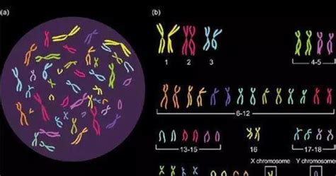 为什么大多数人都是23对染色体？人类可与其他物种杂交吗？|染色体|杂交|细胞_新浪新闻