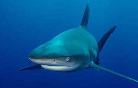 养只小鲨鱼当宠物，撒娇卖萌超可爱，就是鲨鱼长大了有点调皮 ！_腾讯视频