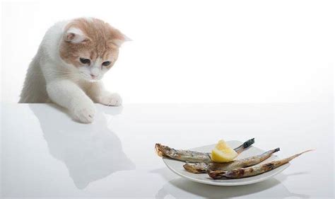 在闲鱼上面怎么卖宠物猫-怎样在闲鱼上卖宠物(5月推荐)_商洛之窗