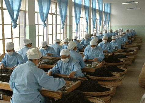 西双版纳易武地区普洱茶农加工生产摄影 (8/17)- 中国风