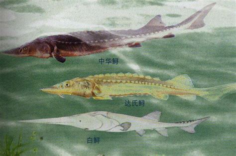 7种近百年来灭亡的物种，第5种曾在中国广泛繁衍