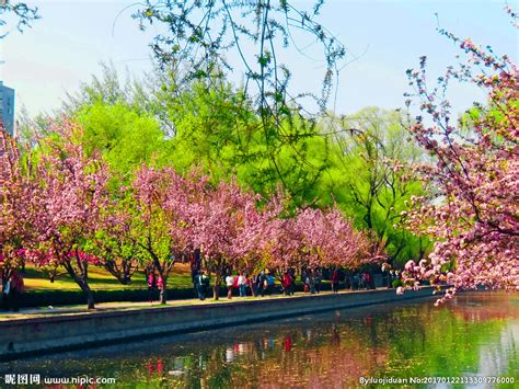 春天的花园图片-春天花园里的郁金香花坛素材-高清图片-摄影照片-寻图免费打包下载