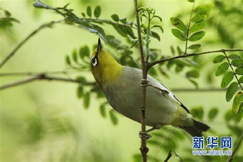 广东省爱鸟周开启：保护野生鸟类 维护生态平衡_广东频道_凤凰网