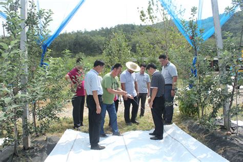 省果茶办组织专家到麻城指导菊花抗旱工作--湖北省农业农村厅