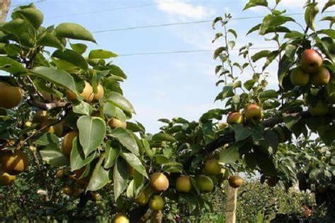 梨树种植，掌握好全年在关键期浇水，促进发芽、开花、坐果率