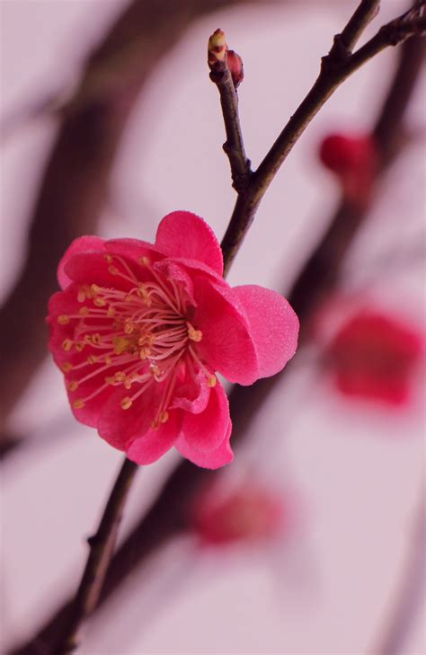 梅开的季节高清图片下载_红动中国