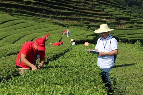 全国17省市区中职学生在湖北五峰比赛手工制茶 - 三峡宜昌网