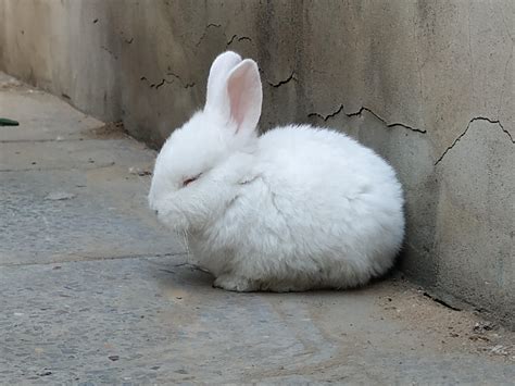 兔子是怎么睡觉的？ - 知乎