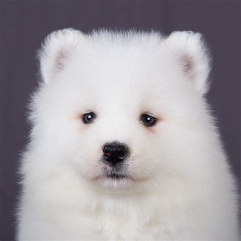 纯种萨摩耶犬幼犬狗狗出售 宠物萨摩耶犬可支付宝交易 萨摩耶犬 /编号10038800 - 宝贝它