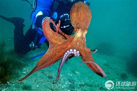 实拍潜水员日本海里抓大章鱼_旅游_环球网