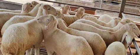 绵羊的养殖成本和利润，怎样建造养殖场，注意事项有哪些 - 农敢网