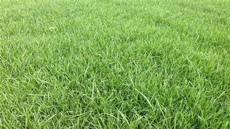 最详细的六大常见草坪草种品种介绍-广东田野风实业有限公司