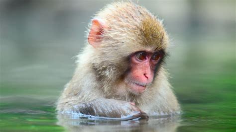 【花果山小猴子摄影图片】生态摄影_太平洋电脑网摄影部落