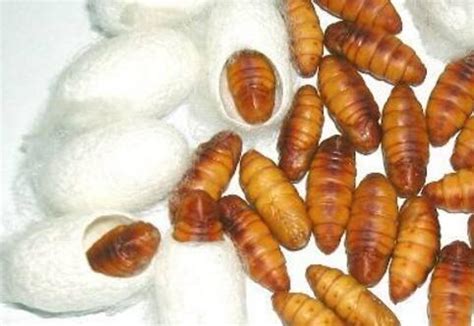 蚕蛹的营养价值高，有丰富的蛋白质，注意一点蚕蛹体内的黑色物体是可以食用的。_腾讯视频}