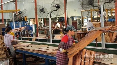 广西来宾市兴宾区区委书记调研木材加工产业发展情况-中国木业网