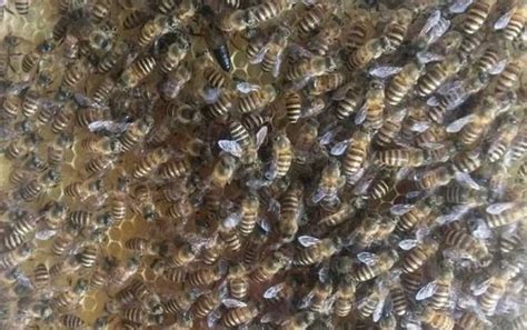 中蜂和意蜂有什么区别，从以下几方面进行分析 - 农敢网