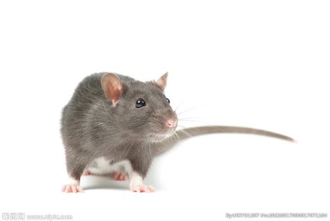小老鼠头图片-小老鼠头图片素材免费下载-千库网