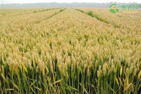 中国十大小麦新品种 - 惠农网