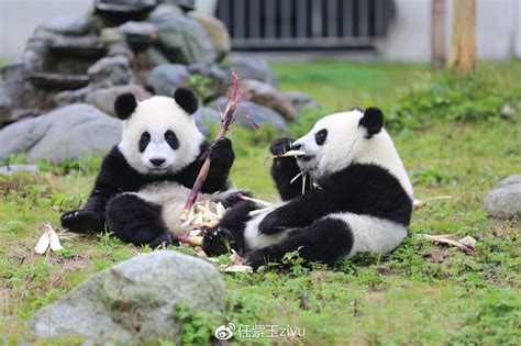 首只在比利时出生的熊猫宝宝取名“天宝”(组图)_凤凰资讯