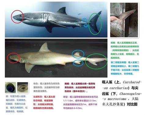 网红博主烹食大白鲨背后：曾有直播贩卖野生动物的产业链被端