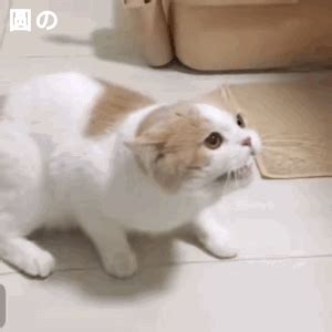 猫咪问号 GIF 表情包 - 可爱猫咪动图表情包 - 发表情 - fabiaoqing.com