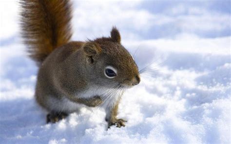 可爱有趣的松鼠图片-雪地上的两只小松鼠素材-高清图片-摄影照片-寻图免费打包下载