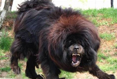 非洲大陆第一猛犬，威武霸气的南非獒犬_主人