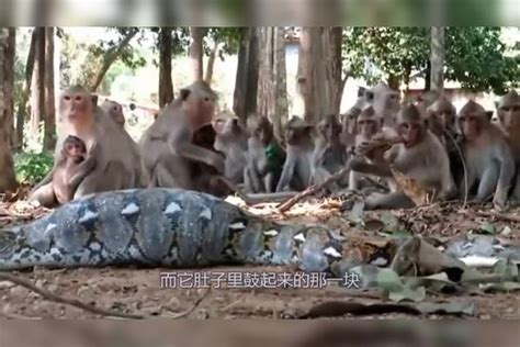 米蟒蛇吃下一只猴子，被猴群集体报复，现场一发不可收拾！