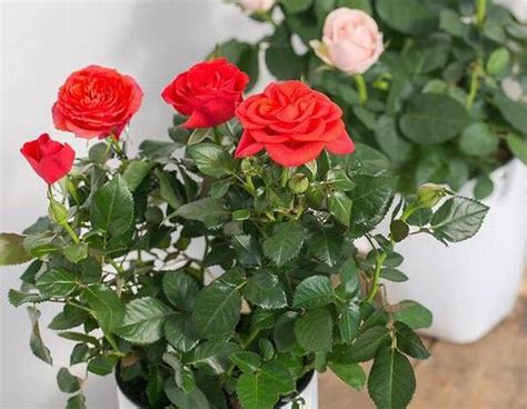 玫瑰的养殖方法和注意事项-种植技术-中国花木网