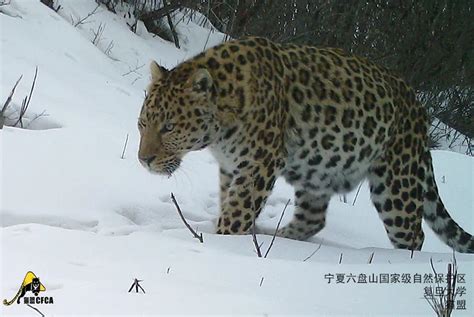 罕见！宁夏六盘山拍到35只华北豹身影，豹子踏雪前行一幕曝光 | 北晚新视觉