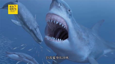 当史前沧龙遇到巨齿鲨，谁能赢？达尔文进化论早已给出答案！_新浪新闻